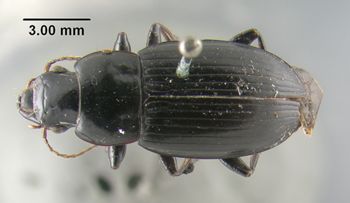 Media type: image;   Entomology 304893 Aspect: habitus dorsal view